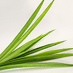 Pandan Leaf